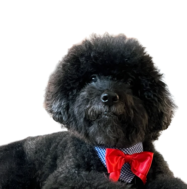 Cirilo